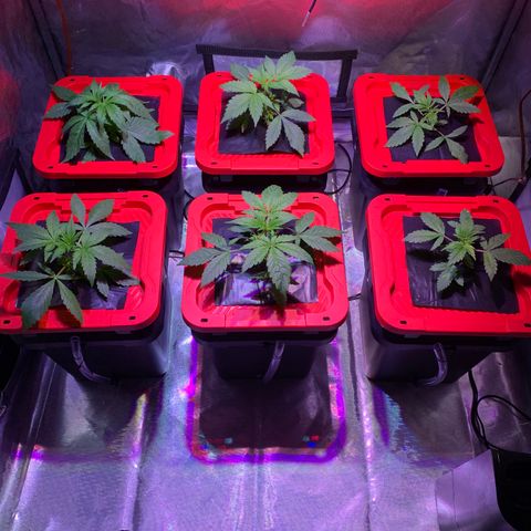 Purple Skid Marks growlog timeline photo