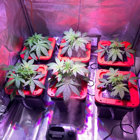 Purple Skid Marks growlog timeline photo