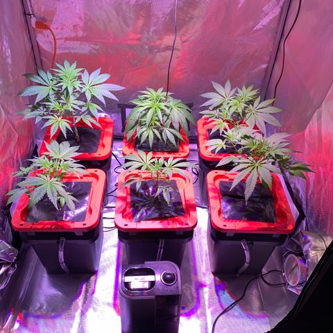 Purple Skid Marks growlog timeline photo