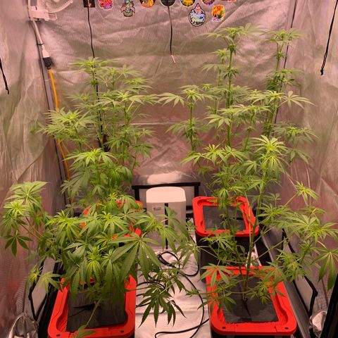 Purple Skid Marks growlog photo: Day 21 of flower