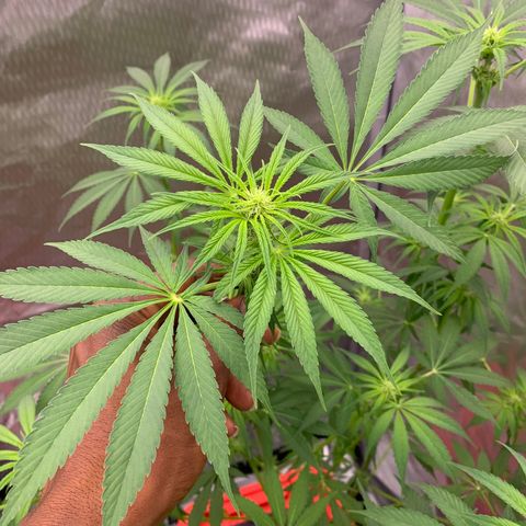 Purple Skid Marks growlog photo: Day 21 of flower