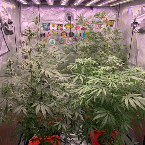 Purple Skid Marks growlog photo: Day 35 of flower
