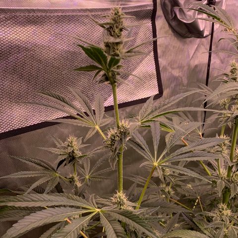 Purple Skid Marks growlog photo: Day 35 of flower