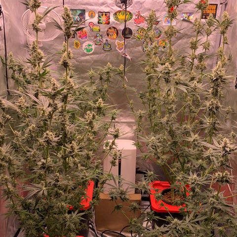 Purple Skid Marks growlog timeline photo