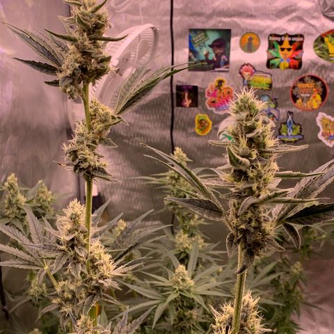 Purple Skid Marks growlog timeline photo