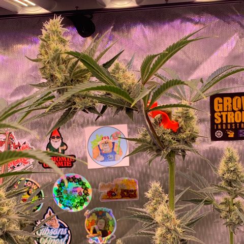 Purple Skid Marks growlog timeline photo