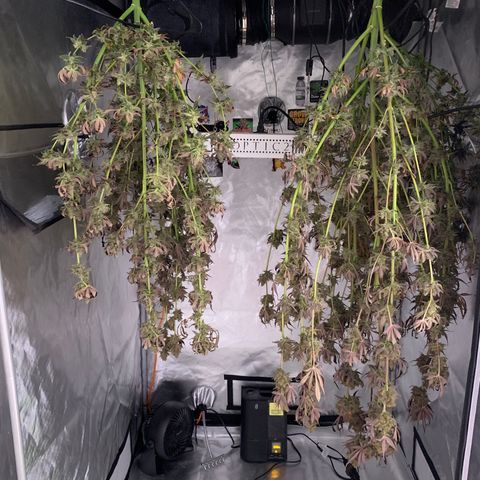 Purple Skid Marks growlog timeline photo