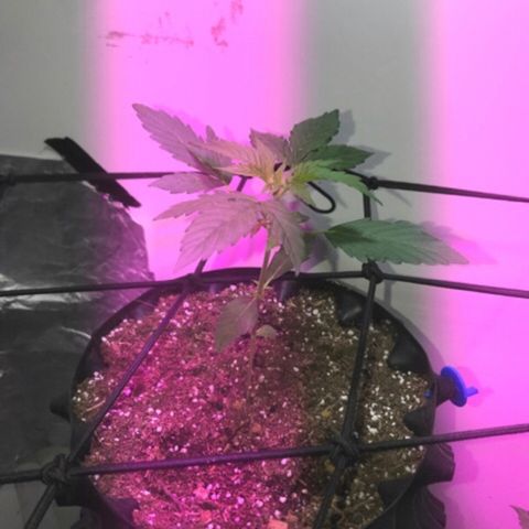 AutoCandyCookie growlog timeline photo