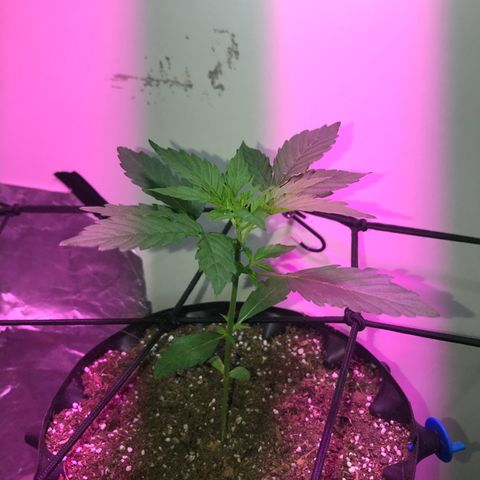 AutoCandyCookie growlog timeline photo