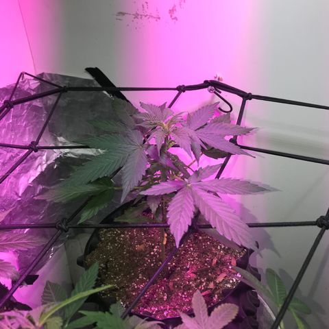 AutoCandyCookie growlog timeline photo