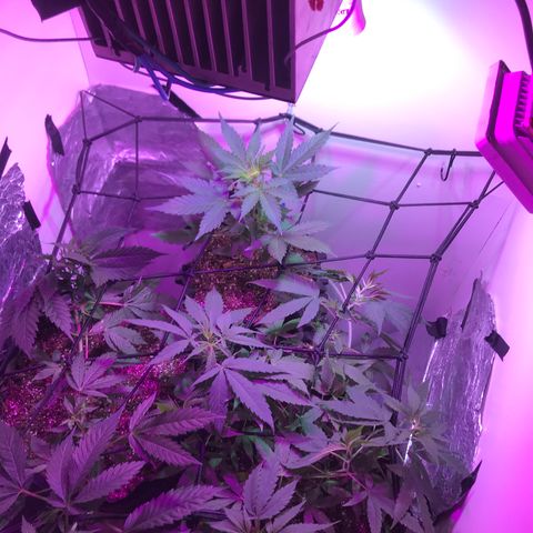 AutoCandyCookie growlog timeline photo