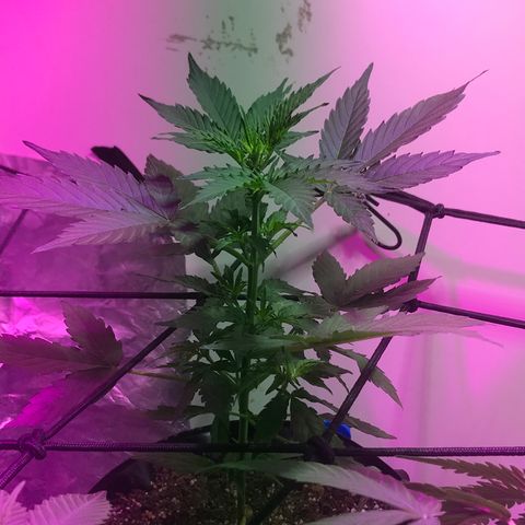 AutoCandyCookie growlog timeline photo