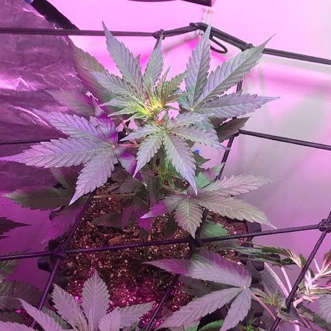 AutoCandyCookie growlog timeline photo