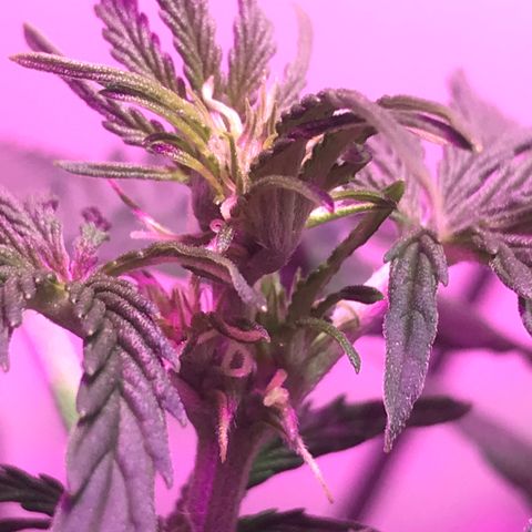 AutoCandyCookie growlog timeline photo