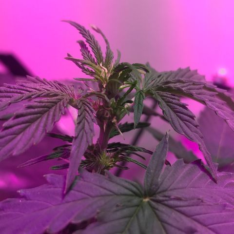 AutoCandyCookie growlog timeline photo
