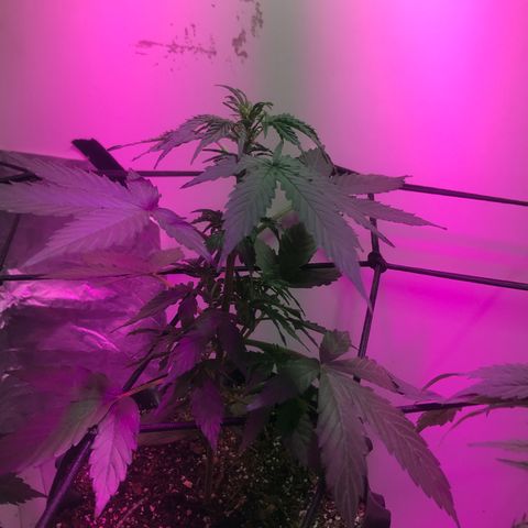 AutoCandyCookie growlog timeline photo