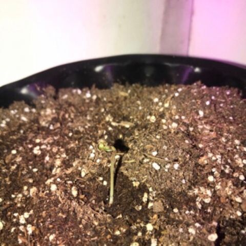 AutoCandyCookie growlog photo: Se levanta el mismo dia
