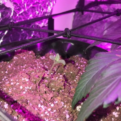 AutoCandyCookie growlog timeline photo