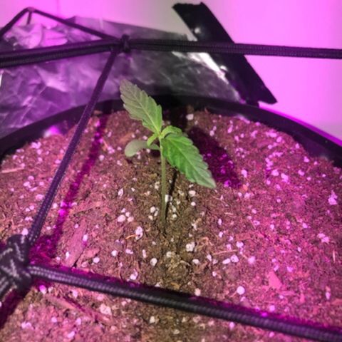 AutoCandyCookie growlog timeline photo