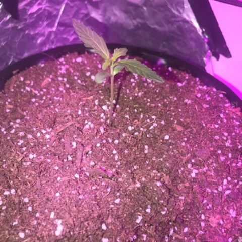 AutoCandyCookie growlog timeline photo