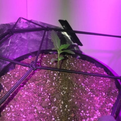 AutoCandyCookie growlog timeline photo