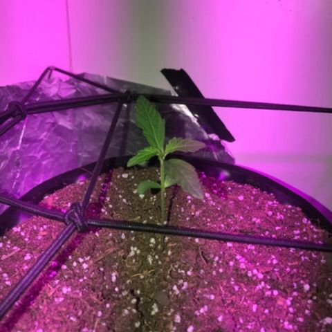 AutoCandyCookie growlog timeline photo