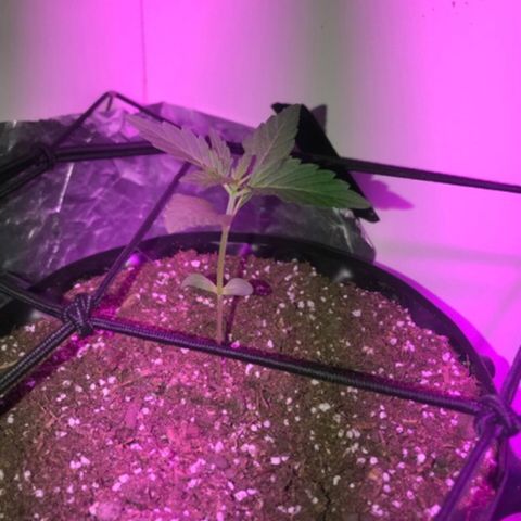 AutoCandyCookie growlog timeline photo