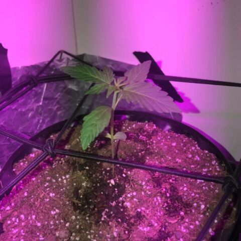 AutoCandyCookie growlog timeline photo