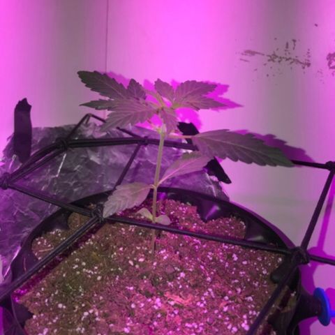 AutoCandyCookie growlog timeline photo