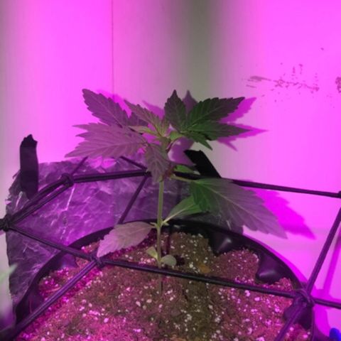 AutoCandyCookie growlog timeline photo