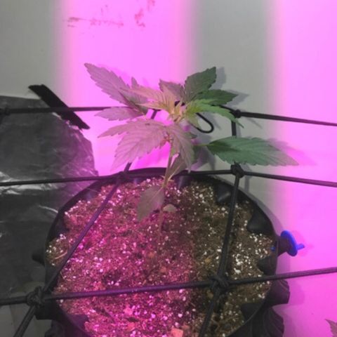 AutoCandyCookie growlog timeline photo