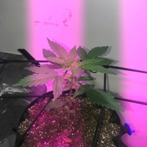 AutoCandyCookie growlog timeline photo
