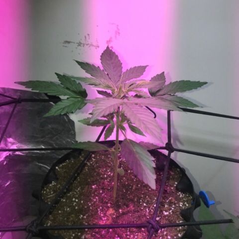AutoCandyCookie growlog timeline photo