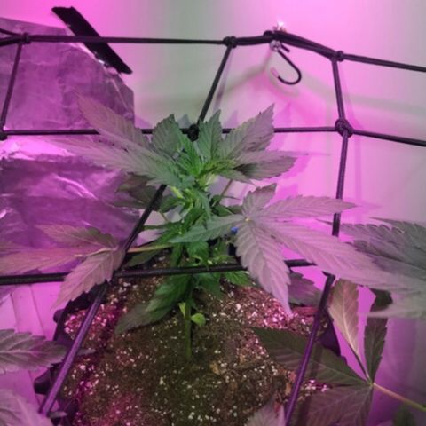 AutoCandyCookie growlog timeline photo