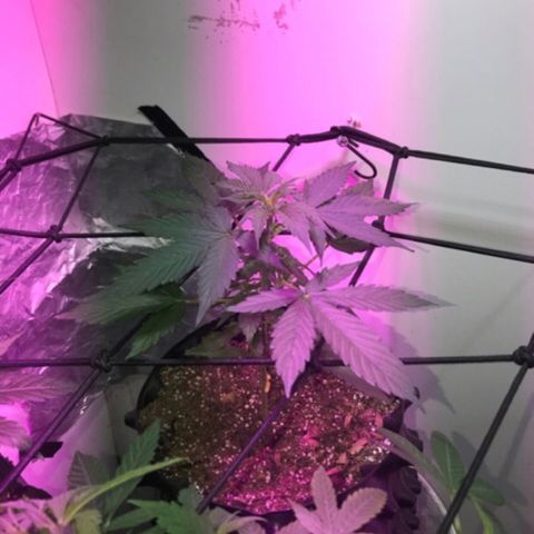 AutoCandyCookie growlog timeline photo