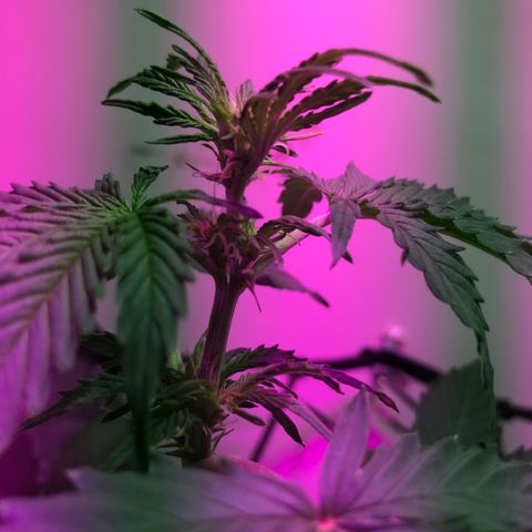 AutoCandyCookie growlog photo: Crecimiento de las flores