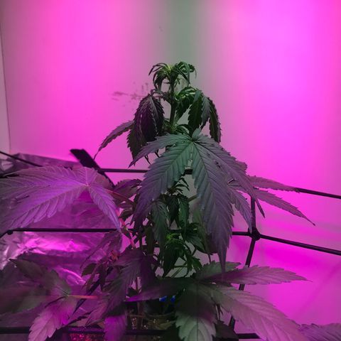 AutoCandyCookie growlog photo: Hojas superiores caidas, riego con pot flora. 23 grados 45% de humedad