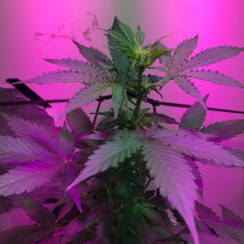 AutoCandyCookie growlog photo: Hoy levanto, falta de agua era