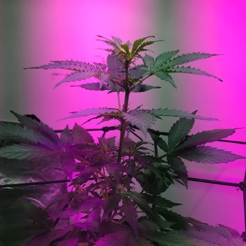 AutoCandyCookie growlog photo: Hoy levanto, falta de agua era