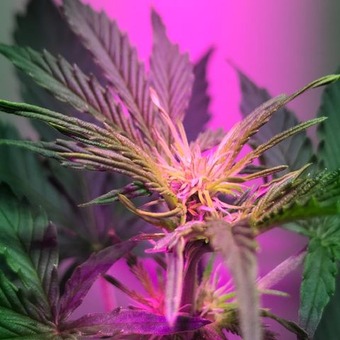 AutoCandyCookie growlog photo: Hoy levanto, falta de agua era
