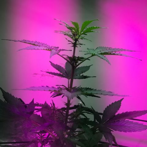 AutoCandyCookie growlog photo: Notable crecimiento de altura