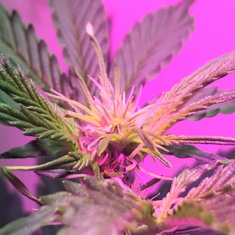 AutoCandyCookie growlog photo: Notable crecimiento de altura