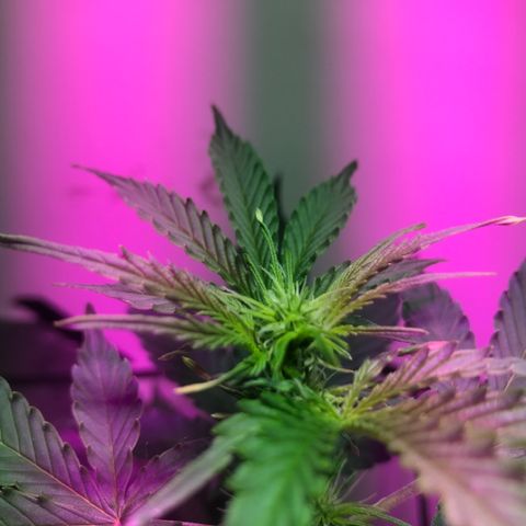 AutoCandyCookie growlog photo: Notable crecimiento de altura