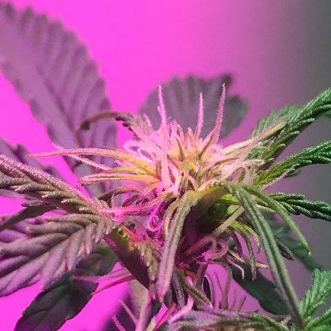 AutoCandyCookie growlog timeline photo