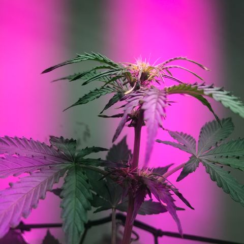 AutoCandyCookie growlog timeline photo