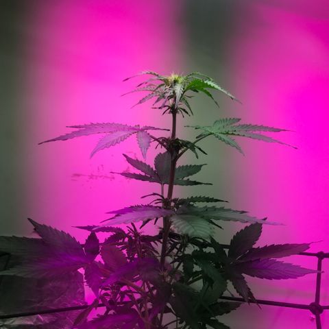 AutoCandyCookie growlog timeline photo