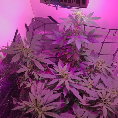 AutoCandyCookie growlog timeline photo