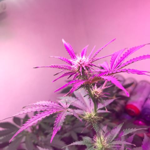 AutoCandyCookie growlog timeline photo
