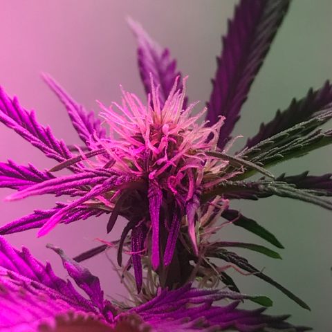 AutoCandyCookie growlog timeline photo