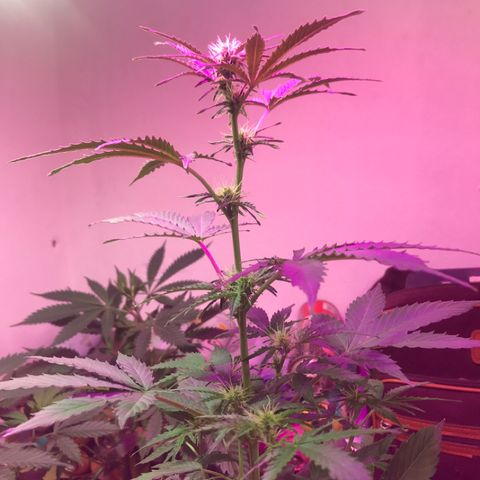 AutoCandyCookie growlog timeline photo